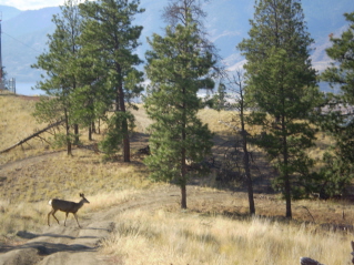 Part way to the south end ridge, a deer crossing the trail, Campbell Mountain 2009-10.